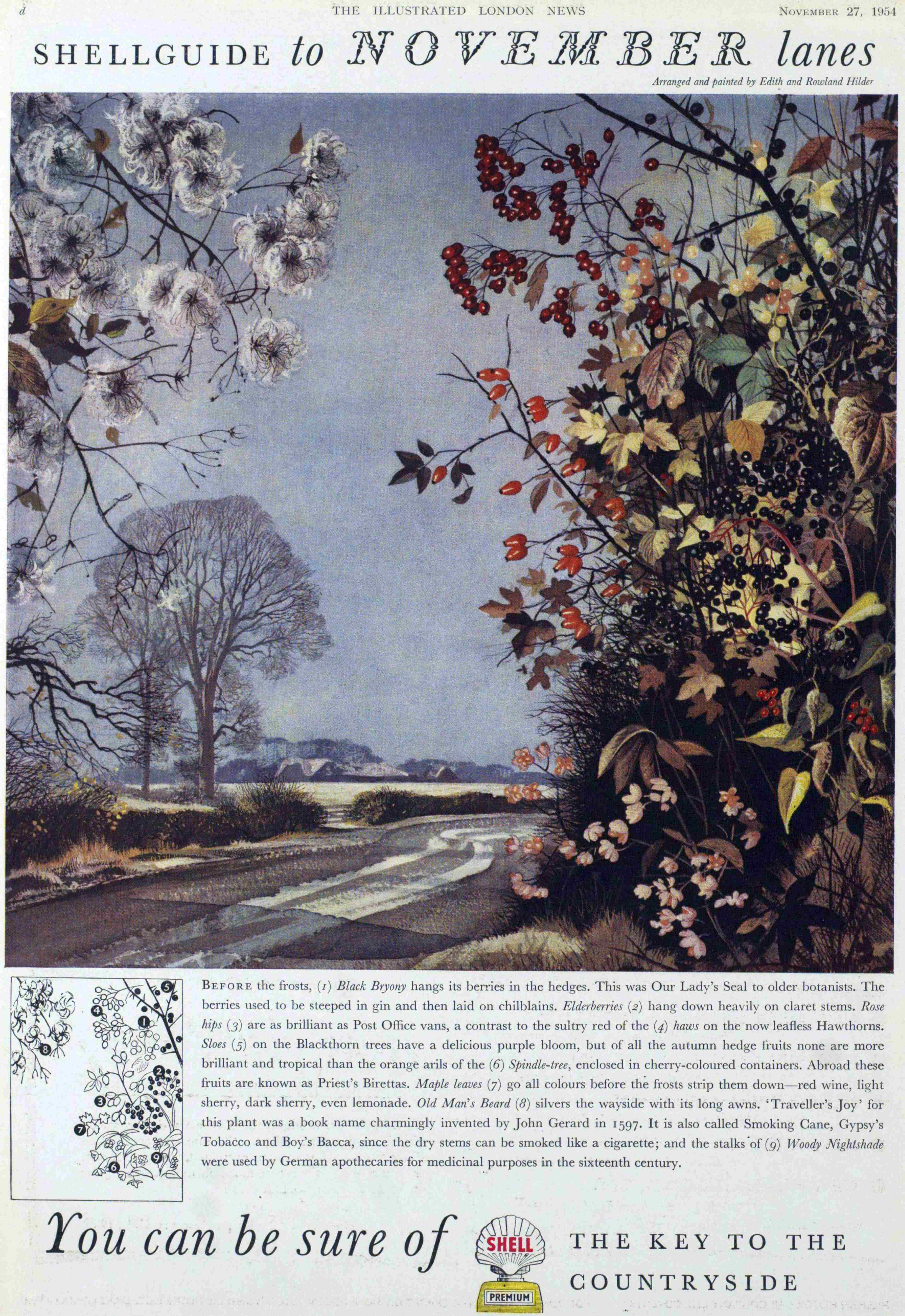 shell wild flowers november